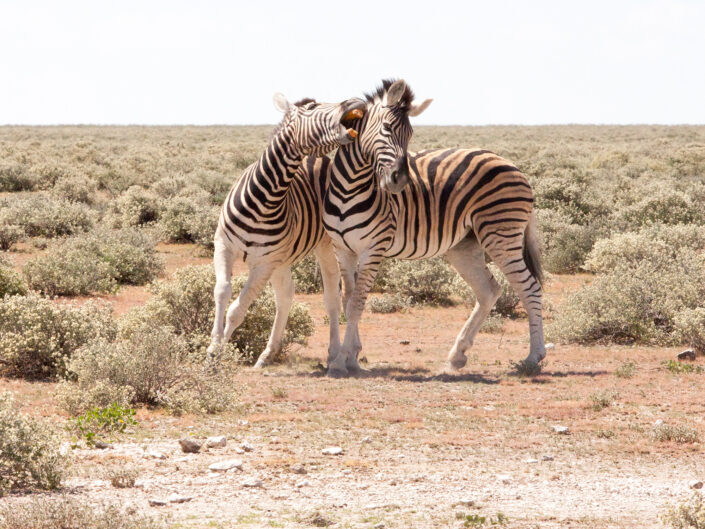 Namibia Reisefotografie 37